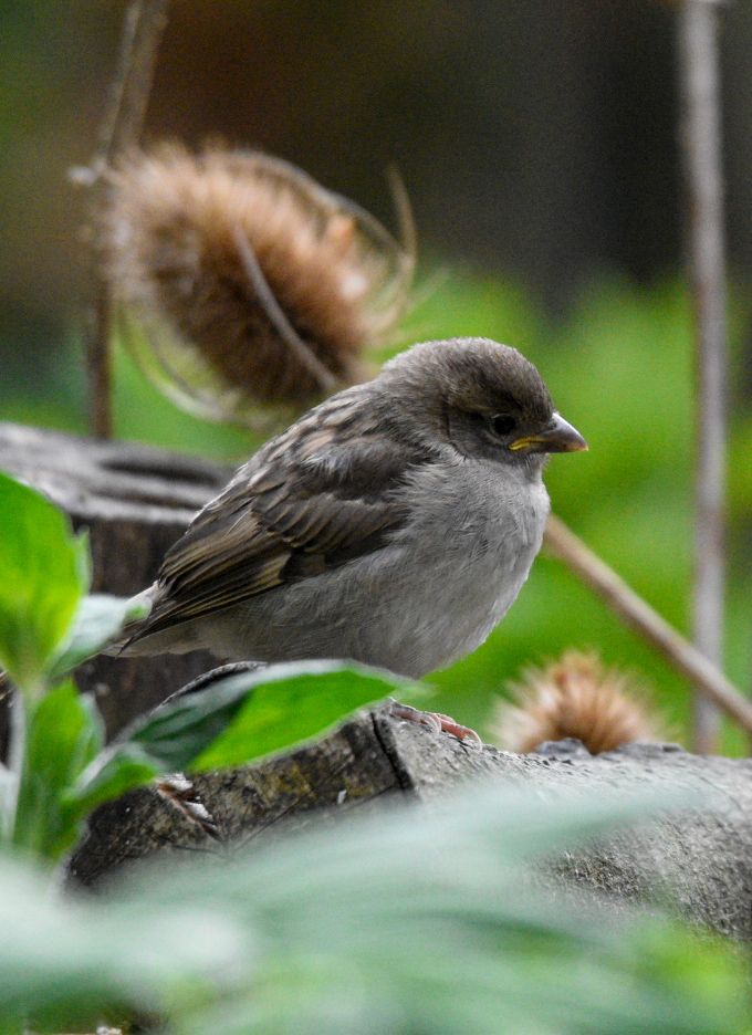 A recently fledged house sparrow sitting on a log ,with some of last year’s teasels in the background. 