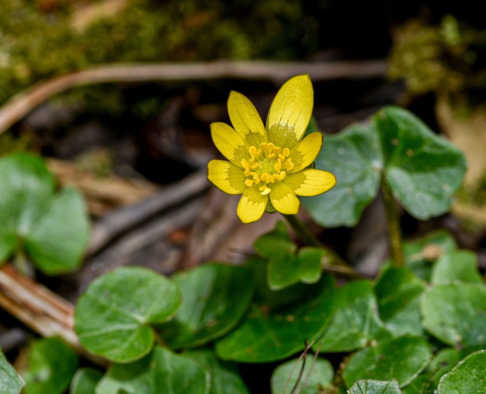 A single lesser celandine flower using a macro lens.