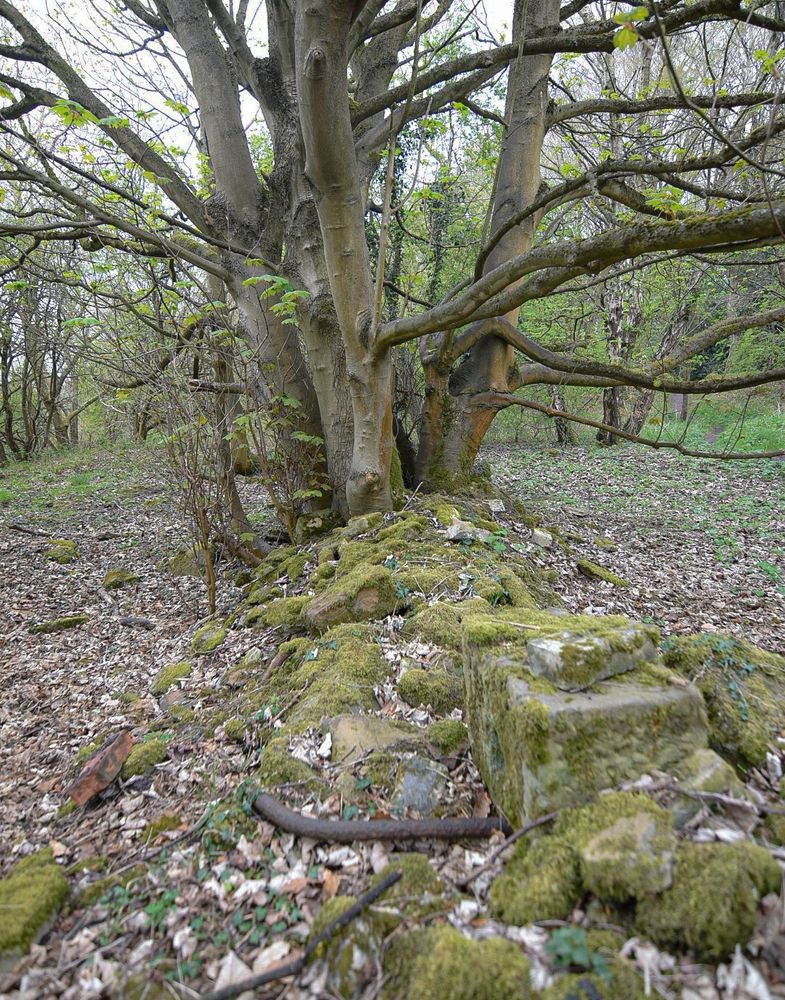 A sycamore growing out of a tumbled down, mossy, ruined wall.