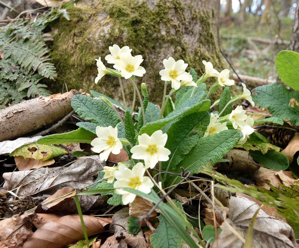 A clump of primroses at the base of a tree. Growing out of the dead leaves.