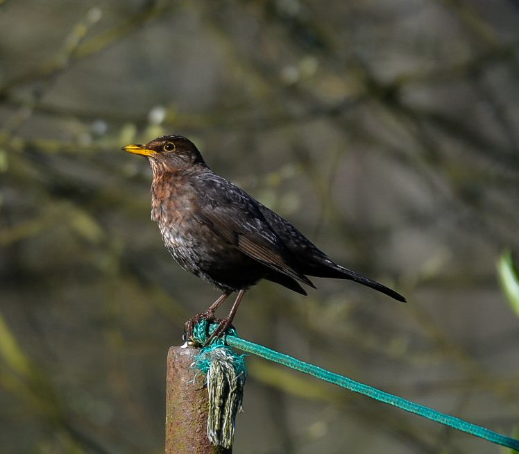 Female blackbird sitting on a washing line post. Looking a little bedraggled. Her nest is just a few feet away.
