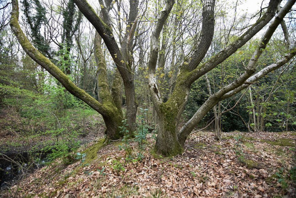 Two moss covered trees growing close together, with a sort of mirror symmetry to them.