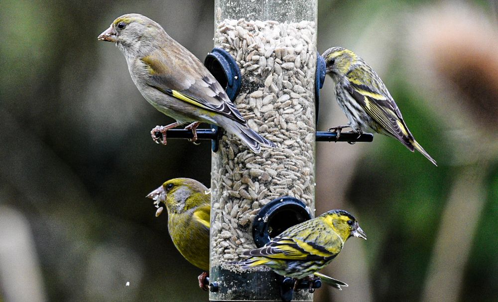 A pair of greenfinches on the left and a pair of smaller siskins on the right hand sides of a feeder. Happily eating sunflower hearts.