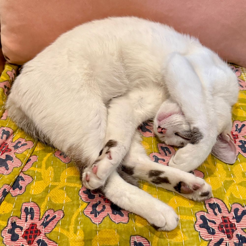 A white sleeping cat curled into a crescent shape with one front leg twisted over the back legs and the other front leg over her head. 