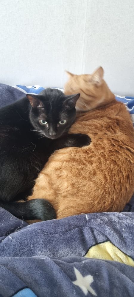 Two cats lie on top of each other, cuddling. Galaxy is a black cat with green eyes, and he is facing the camera with his paws on the other cat, Jackson, whose face is obscured by Galaxy's. Jackson is twice the size of Galaxy and a ginger tuxedo. 