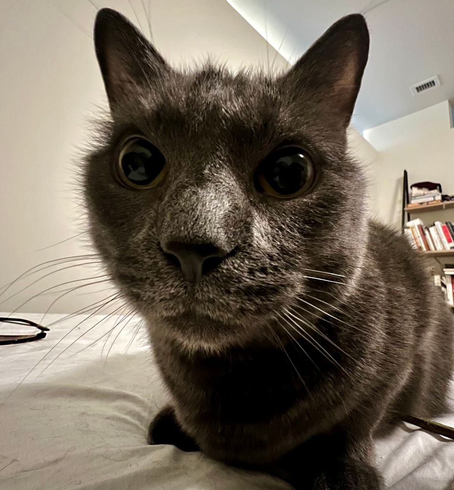 An extreme close up of a dark gray cat with wide pupils, seated on a white bed sheet
