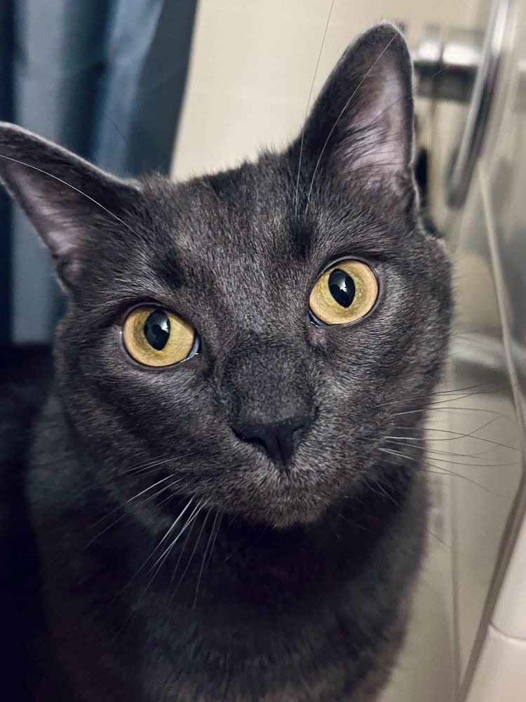An ashen gray cat with yellow eyes and a black nose, seated on the edge of a bathtub.