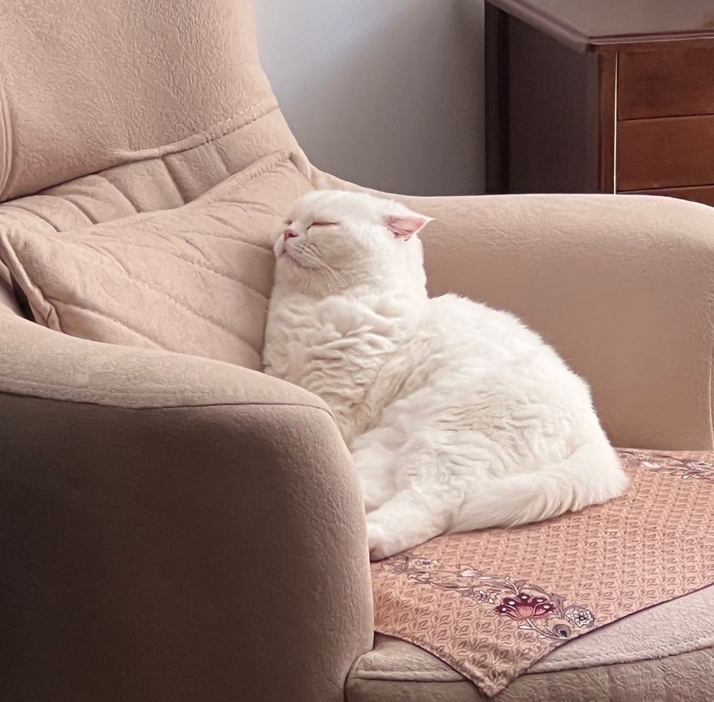 چرت بعد از ظهر