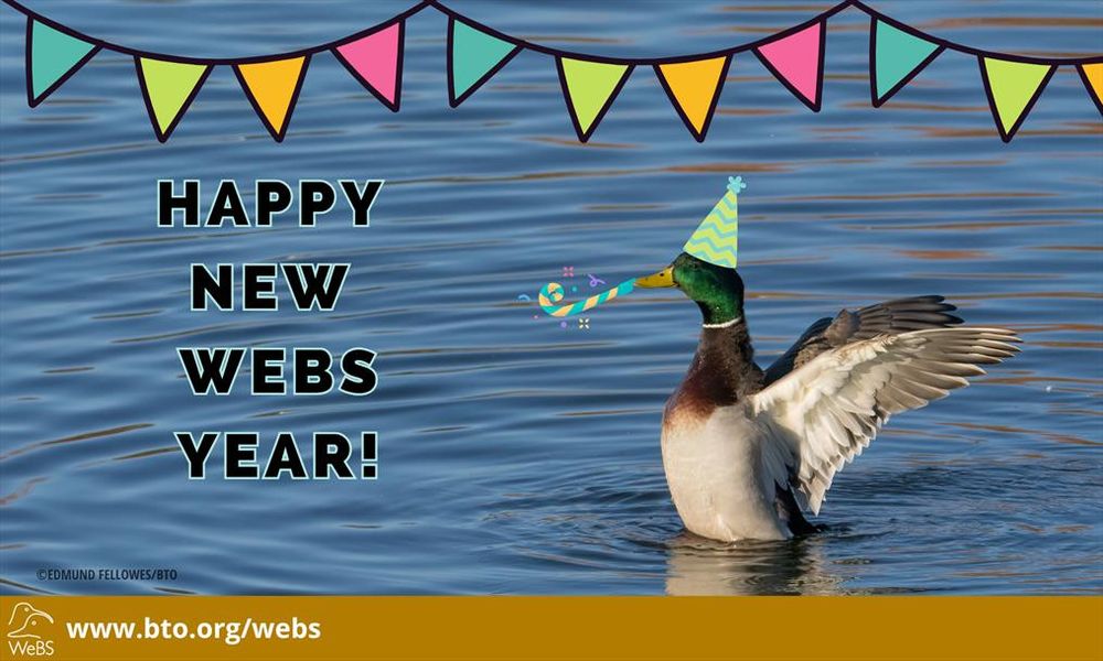 Image of a Mallard stretching on still water, wearing a party hat and blowing a party horn, with the headline 'Happy New WeBS Year!'. At the bottom is the WeBS logo and the web address www.bto.org/webs