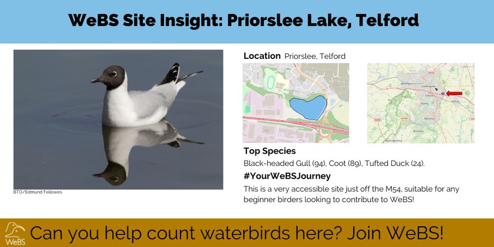 A graphic promoting the Wetland Bird Survey at Priorslee Lake, Telford, showing maps of the site and an image of a summer plumage Black-headed Gull.
Photo: BTO/Edmund Fellowes