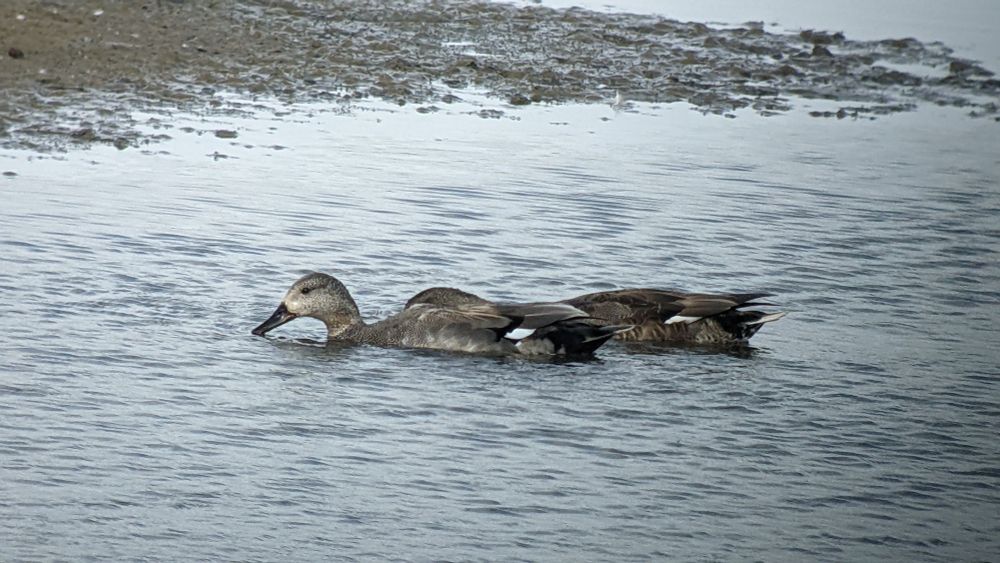 Two Gadwall ducks dabbling in shallow water.