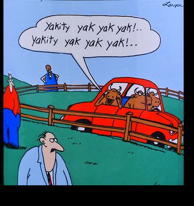 Menschen stehen auf der Weide, ein Auto mit Kühen fährt vorbei, die Kühe rufen "Yakity yak yak yak!".