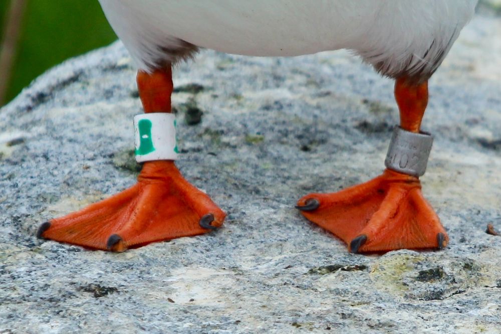 Atlantic Puffin legs with worn out plastic band.