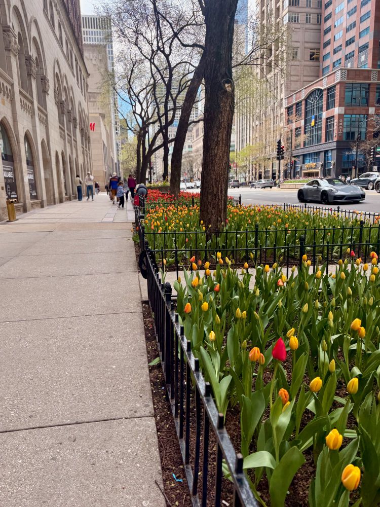 Tulips in downtown Chicago
