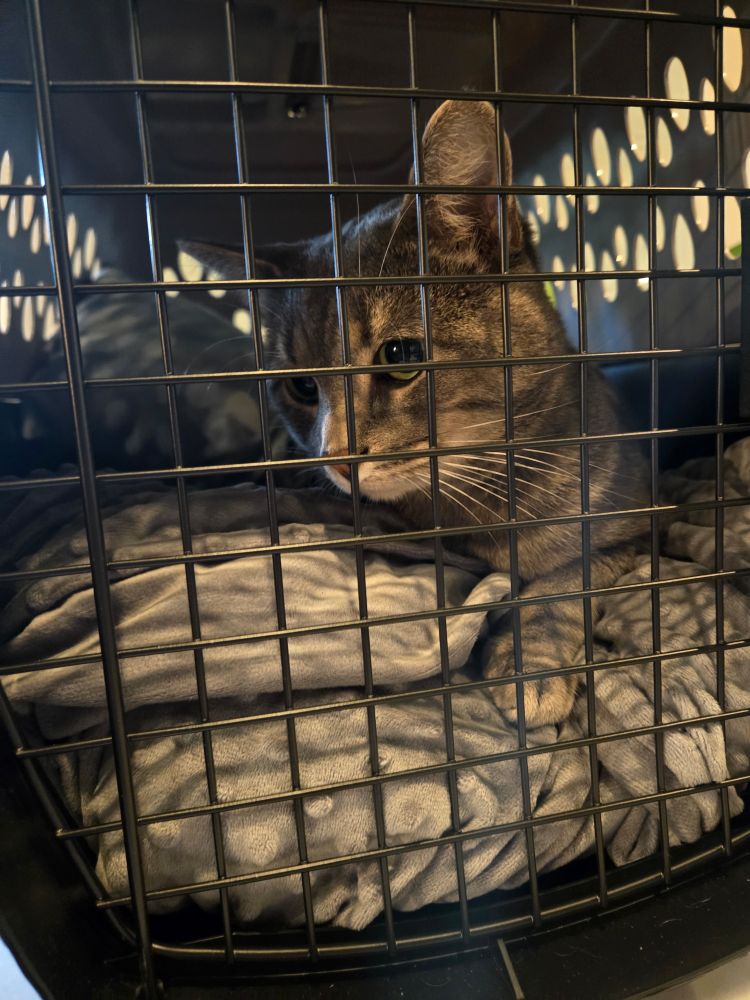 A grey and white kitty in a cat carrier packed with blankets