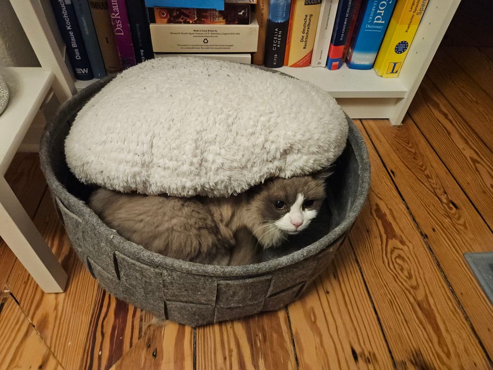 Ragdoll cat has wedged herself under a pillow 