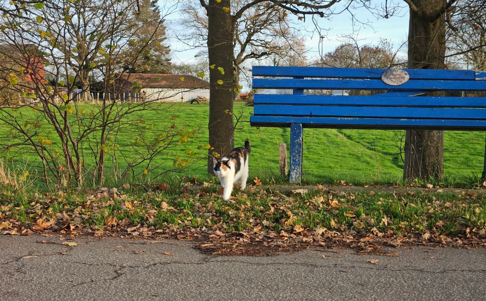 Kitten beneath a blue wooden bench 