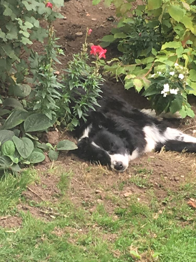 Collie laying in an excavated hollow with earth from digging in foreground.