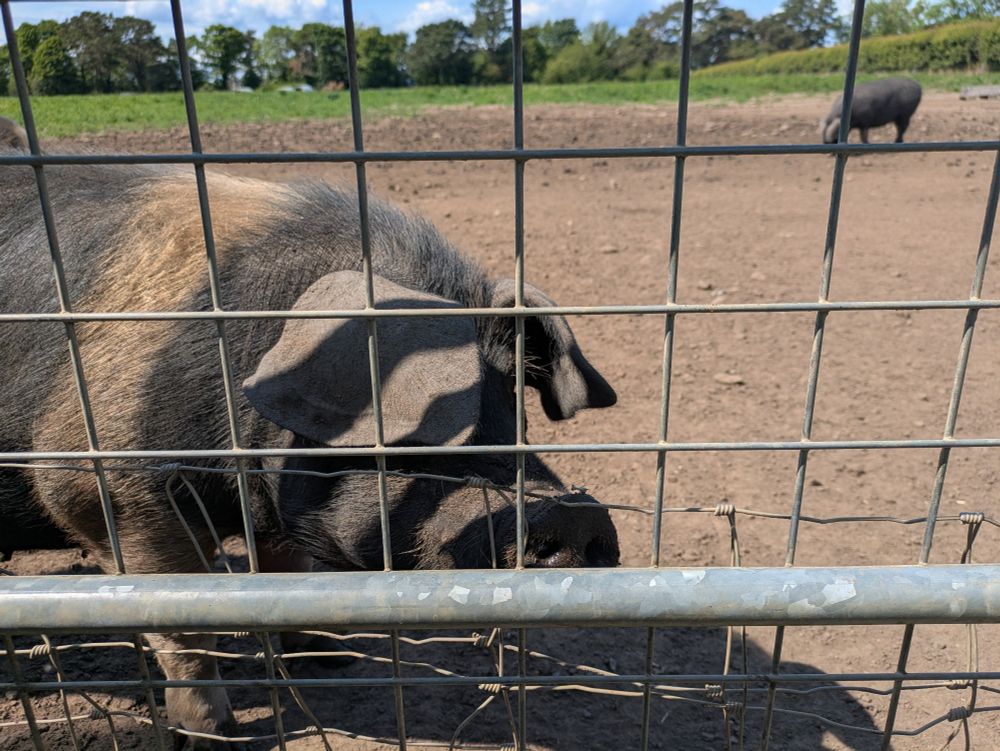 A pig behind a wire gate

