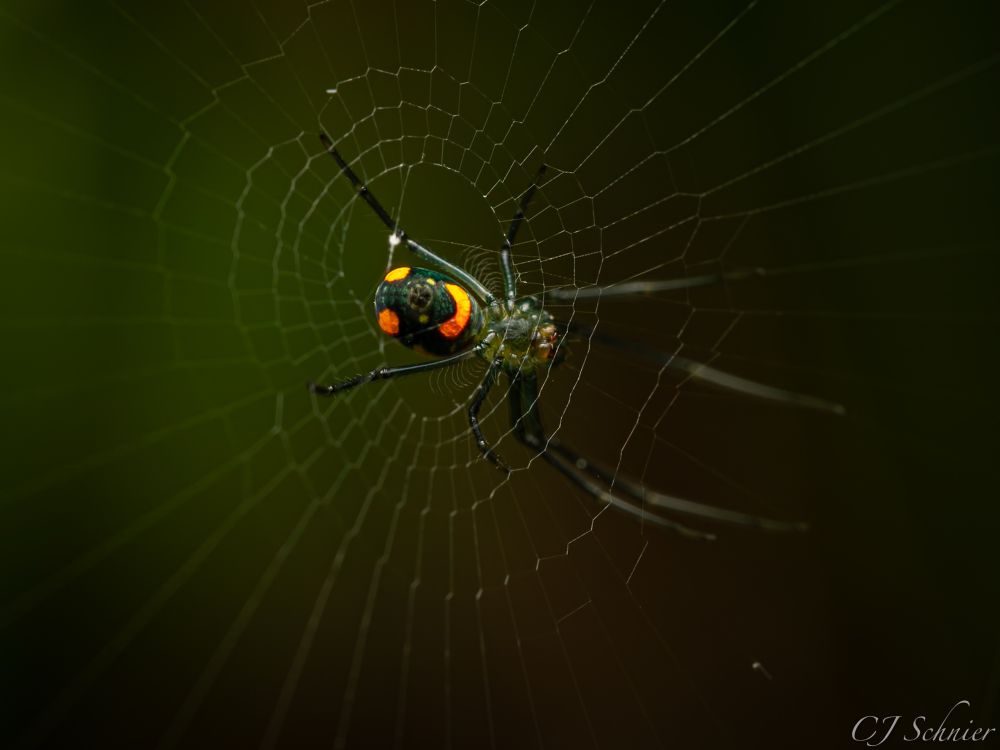 Picture of a small spider on its web. The picture is taken from underneath and show brilliant orange markings on its abdomen that resemble a smiley face. 

Shot info:
Camera: OM-1
Lens: Olympus 60mm f2.8 Macro
Flash: Godox V350o
AK Diffuser

1/60 sec
f8.0
ISO 200

Brooker Creek Nature Preserve
Tarpon Springs, Florida 