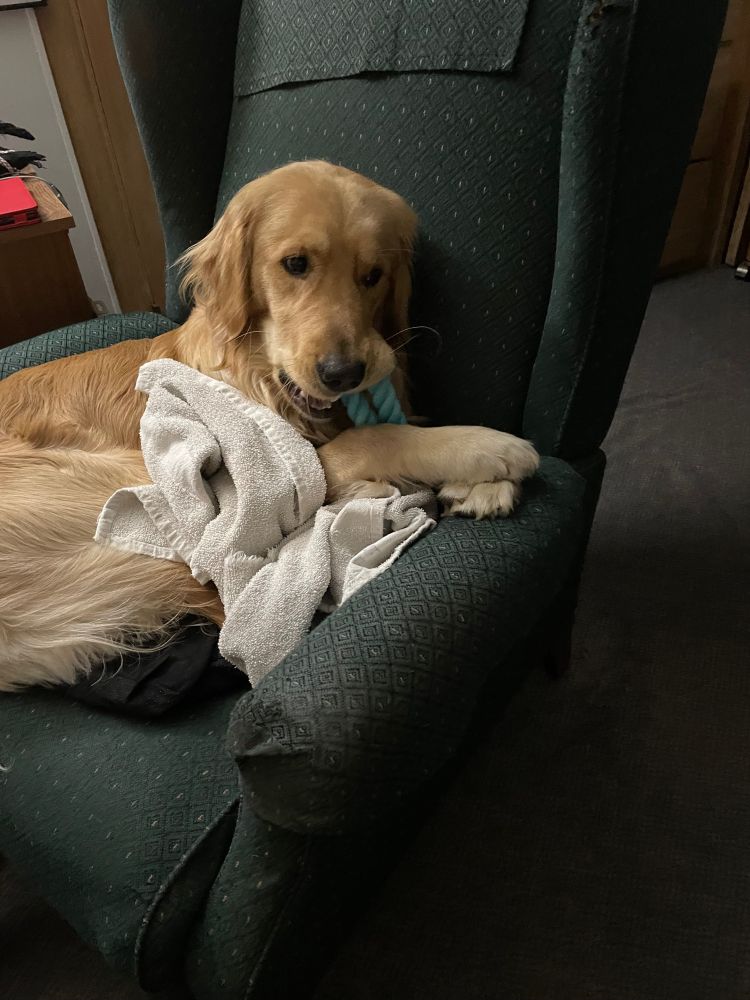Dog on a chair with a toy and a towel that he stole