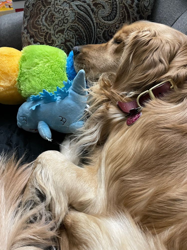 My dog Moz laying on the couch, his head on the colorful caterpillar toy, a blue Godzilla toy visible next to his face. 