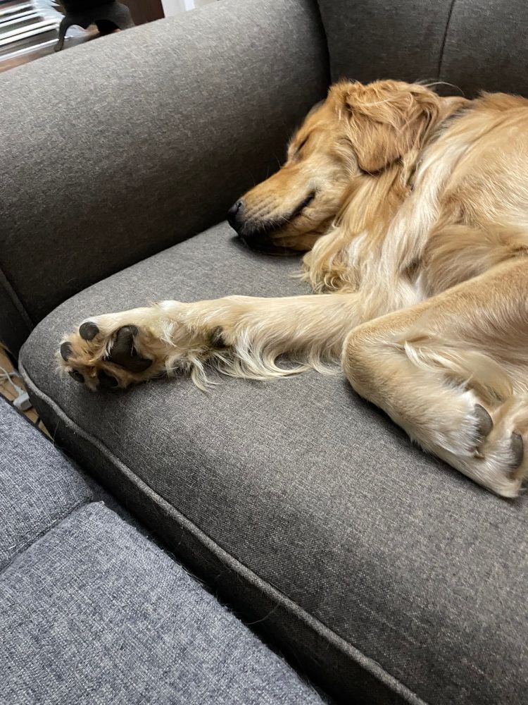 My dog Moz sleeping on the couch.