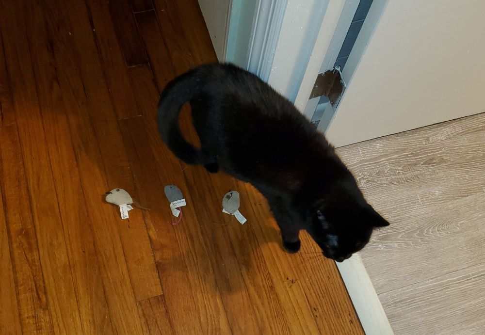 A photo of a short-haired black cat standing over three tiny plush mice on the floor. She arranged them in a perfectly straight row.