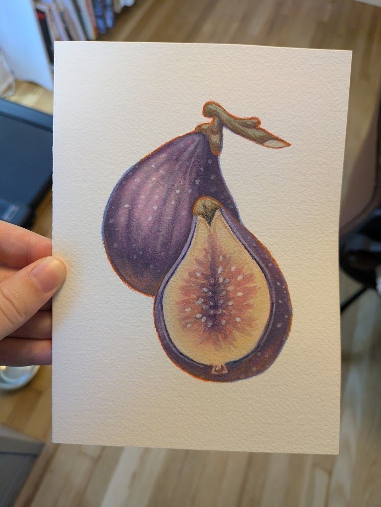 a gouache painting of a fig
