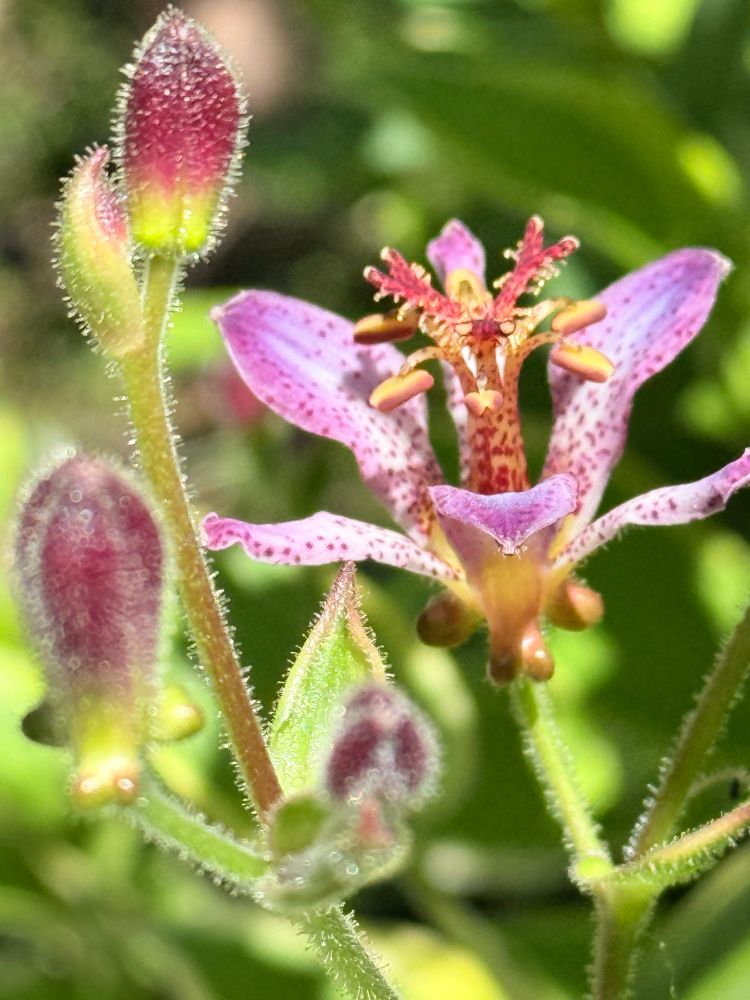 My garden. Toad lily. Three purple-white-yellow buds with dark magenta spots, one fully open, tall spotted tepals with reddish anthers. 
