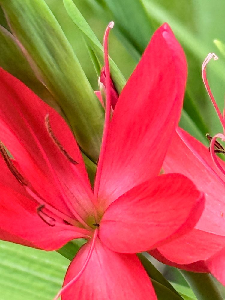River Lily. Close up of two open bright coral buds, with long darker stamens and long curled lighter filaments, surrounded by greenery.