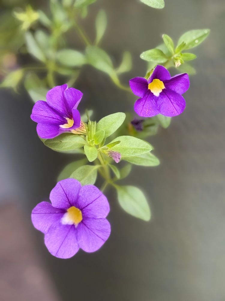 Petunias. Three light purple flowers with yellow centers hanging from a pot, soft greenery. 