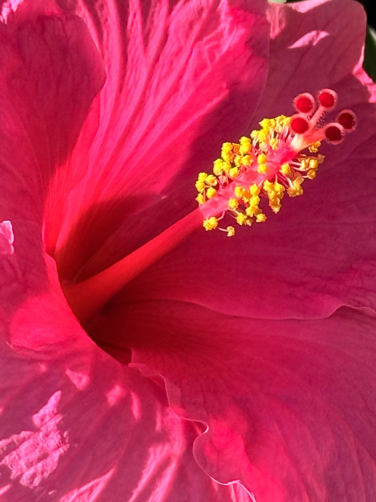 Close up shot of a bright pink Hibiscus flower, a long reddish pink pistol, yellow anthers, with bright red stigmas.