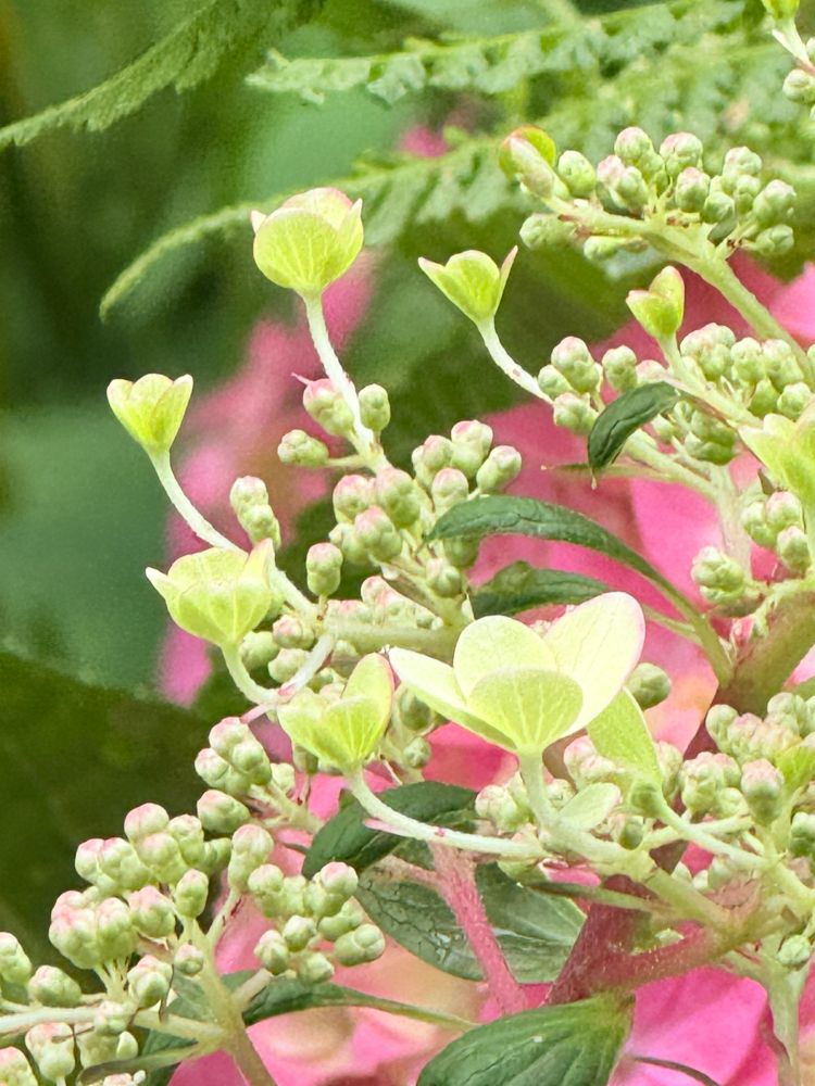 My garden. Hydrangeas. Two hydrangeas, one pink in the background and a creamy yellow-green lacy one in the foreground, with only a few individual flowers open, all others are just creamy beads with a pinkish tint, a green fern is sitting above the flowers with green foliage all around.