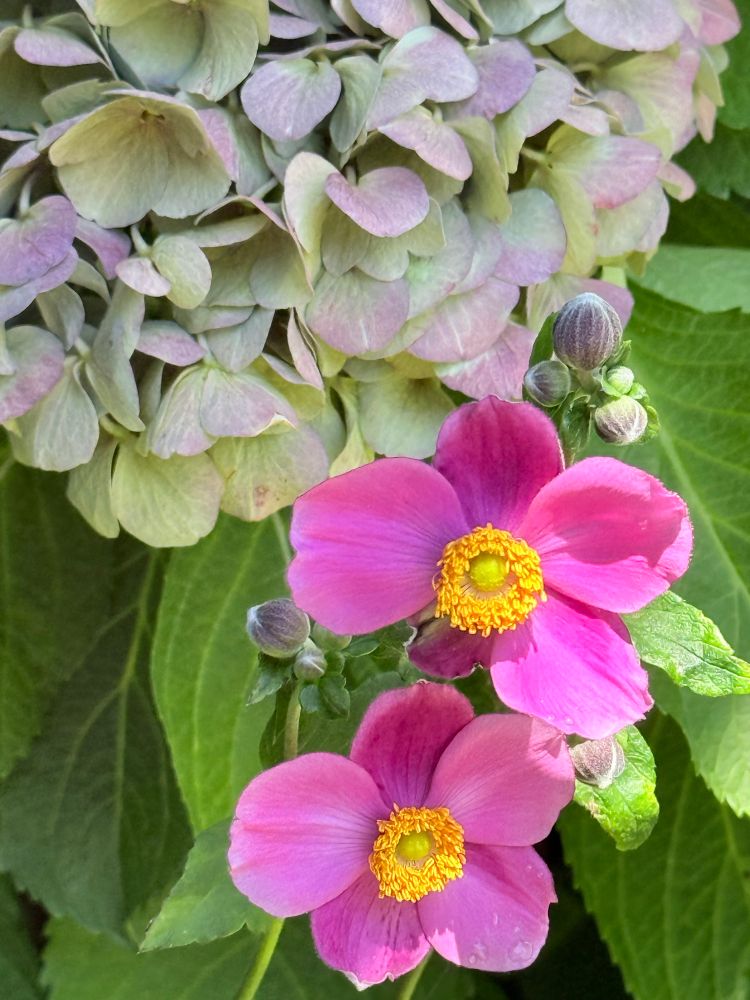 My garden. Two bright pink Anemone with bright yellow centers and frilly stamens, two unopened buds above, surrounded by greenery, faded hydrangea bud in soft purple pink and green. 