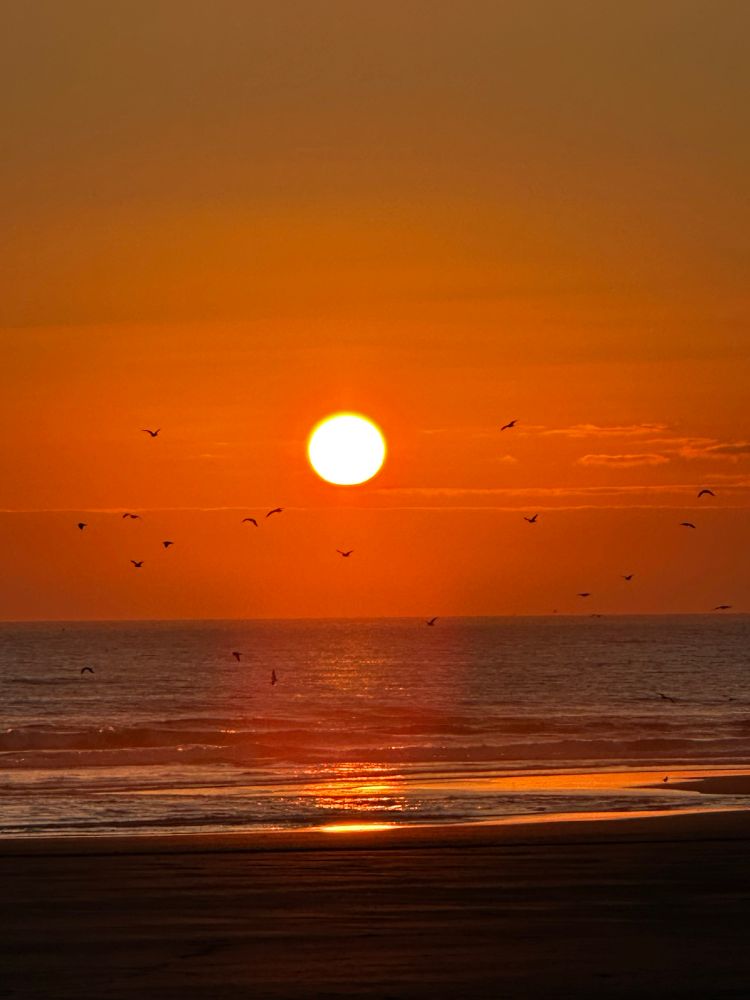 Sunset. Cannon Beach Oregon. Dark sand, illuminated golden ocean, turning darker blue gray, orange-red sky above, with the sun setting center stage, birds flying around the sunset, with orange-red sky and soft white scattered wispy clouds to the right, sky turning blue-gray at top.