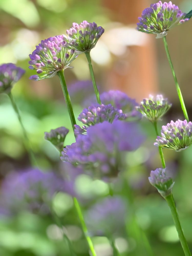 Allium. Purple flowers not quite in full bloom, sunlight illuminating some buds at top, surrounded by greenery.