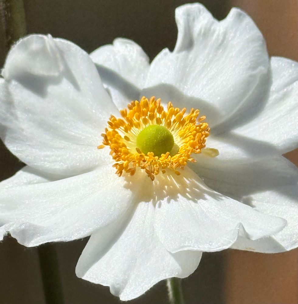 Anemone. Glistening white flower with yellow pistils and a greenish center. 