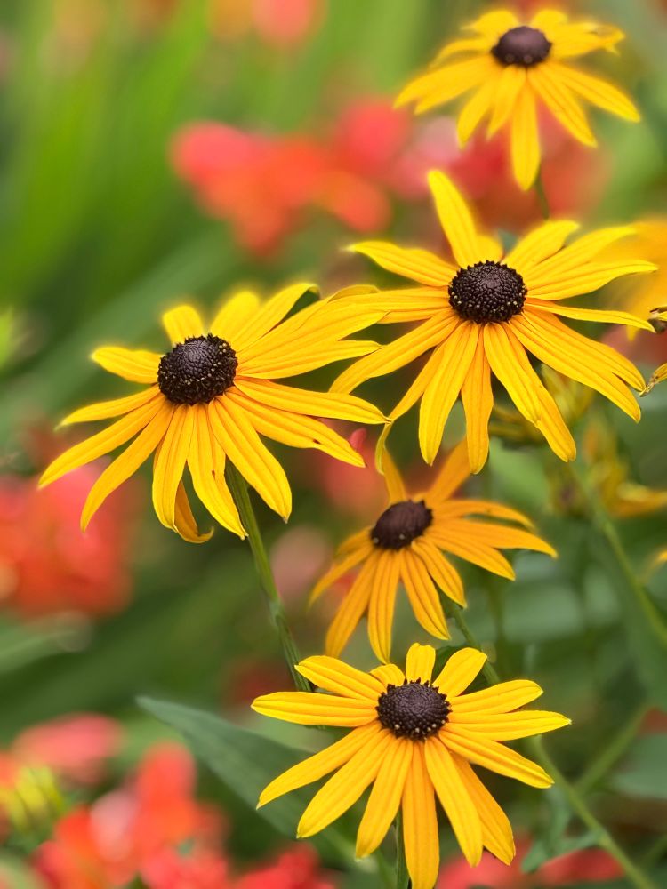 Rudbeckia and Crocosmia. Five yellow flowers fully open with dark centers, blurred orange Crocosmia and greenery.