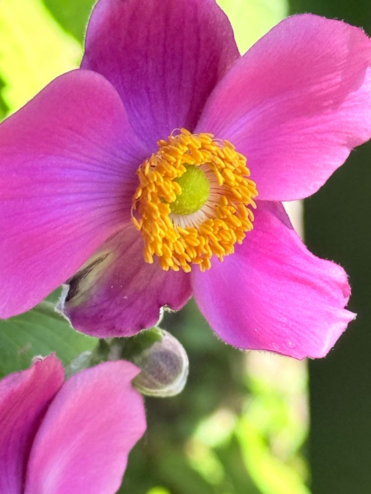 Anemone. Pink petals in left bottom corner, an unopened bud above, pink anemone with bright yellow center and frilly pistils, greenish center, surrounded by soft greenery. 