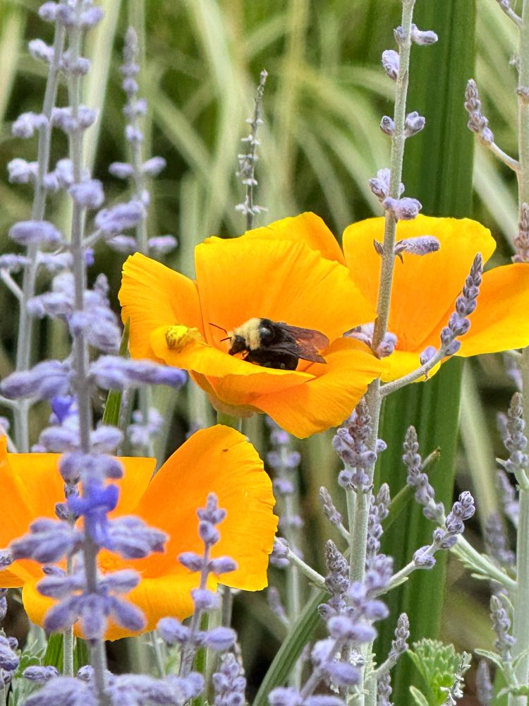 Poppy and Russian Sage. Close up of three orange poppies with a honey bee in the center of one, a yellowish spider sitting next to the bee, purple-blue sage, surrounded by soft greenery.