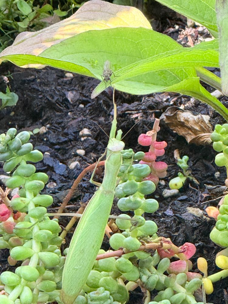 Praying Mantis. A large mantis reaching up to a leaf where a fly is sitting, surrounded by succulents.