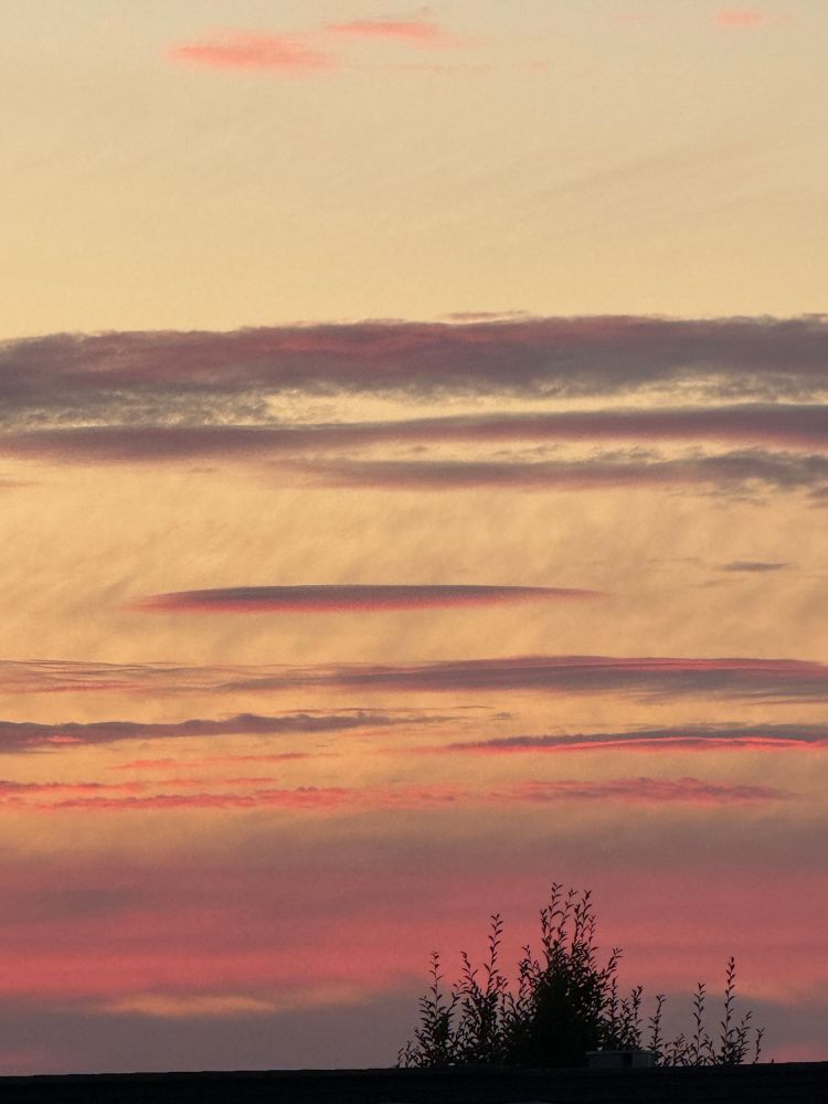 Sunrise. Dark tree silhouette, layers of grayish-purple red clouds, illuminated red clouds center, dark gray clouds, topped with creamy sky.