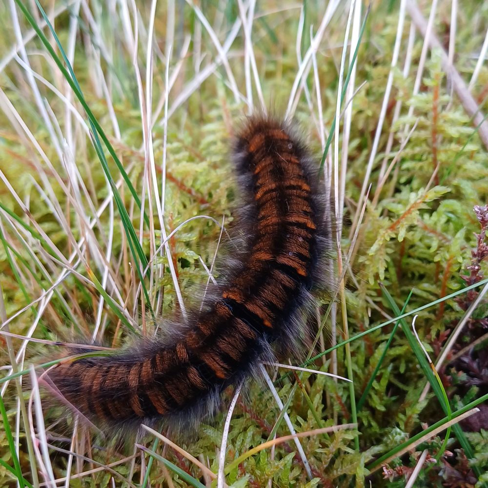 Black and orange brown banded hairy caterpillar in a carpet if moss and grass.
