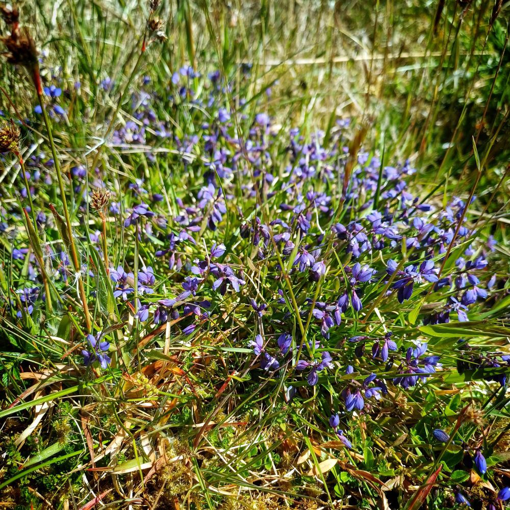 Tiny purples flowers cover the ground 