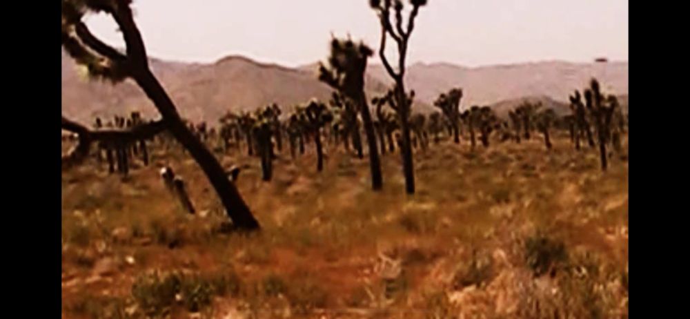 UfO taking off from base of joshua tree