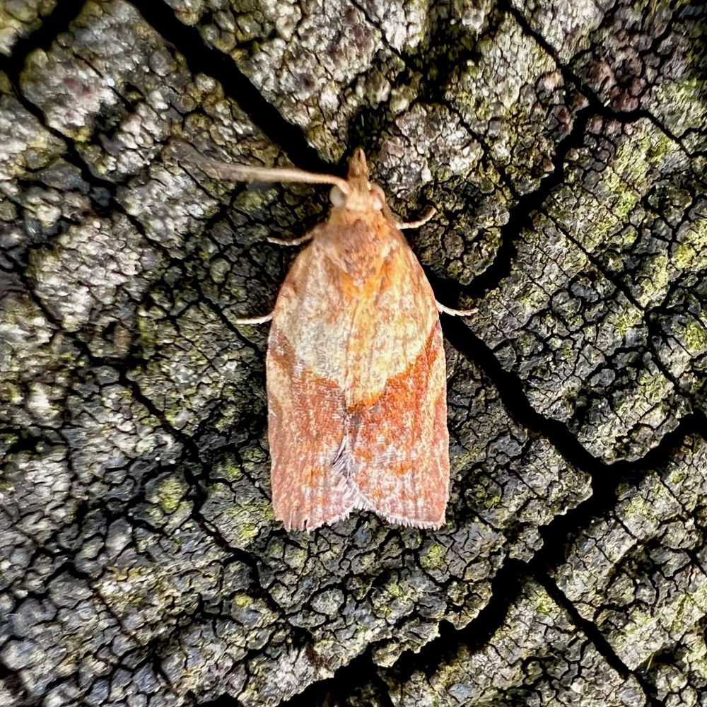 Light Brown Apple Moth. 