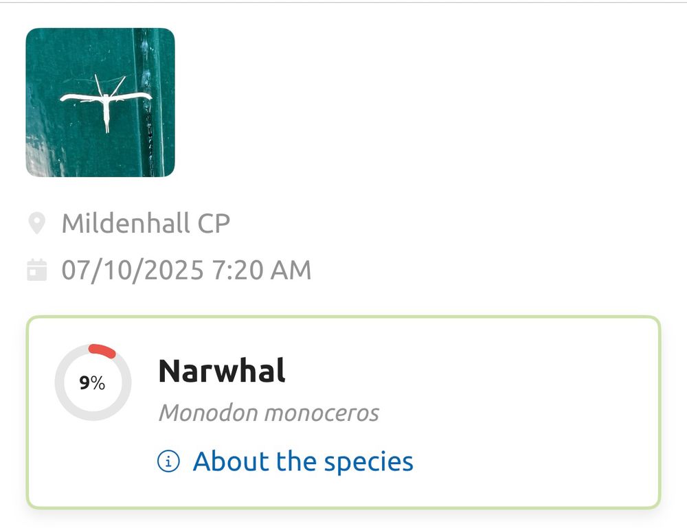 Suffolk’s first record of Narwhal, in actual fact a Common Plume. 