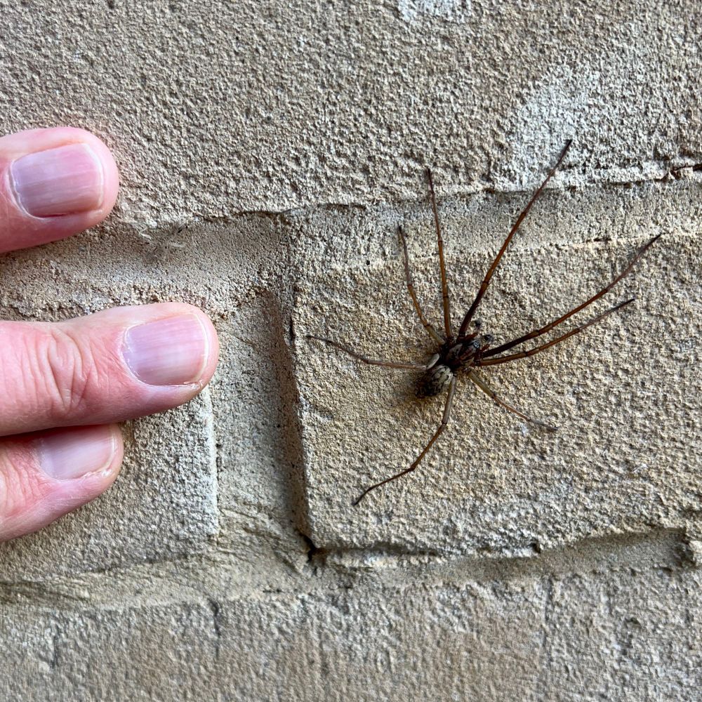 Giant House Spider.