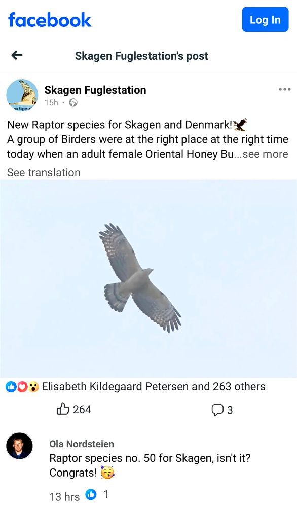 Crested Honey Buzzard in Denmark yesterday.